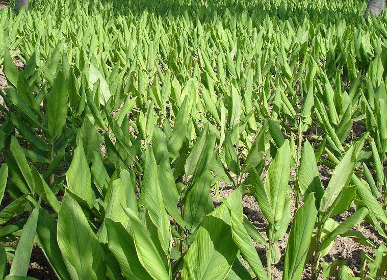 Curcuma Longa Plant