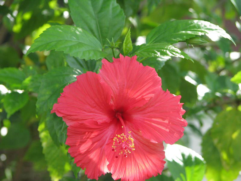 Hibiscus Rosa Sinensis Plant at Best Price in Salem | Sanjivini Herbals
