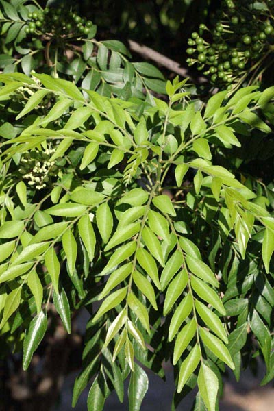 Murraya Paniculata Plant, for Agriculture