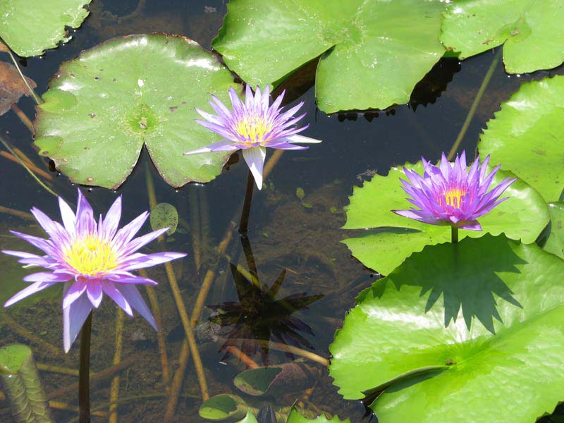 Nymphaea Nouchali Plant