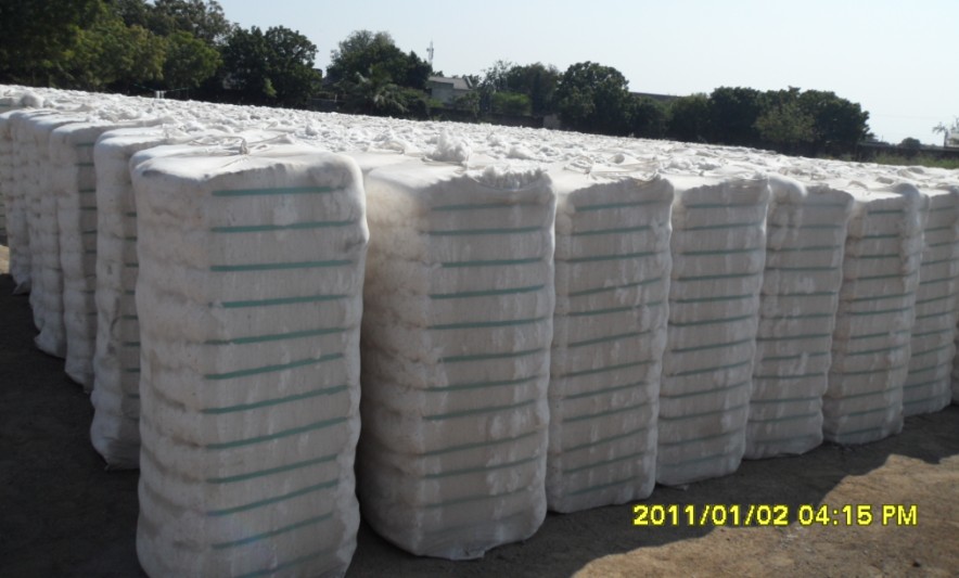 Raw Cotton Buy raw cotton for best price at USD 1.72 / Metric Ton ( Approx )