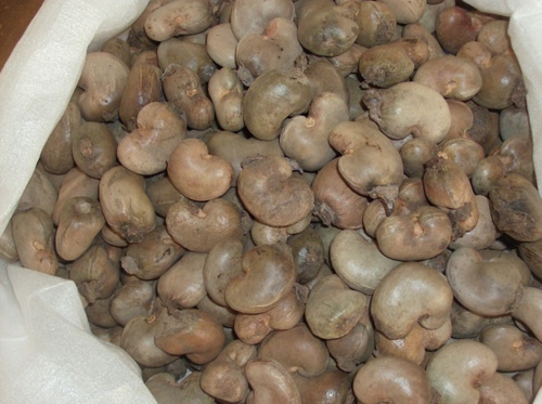 Raw cashew nuts