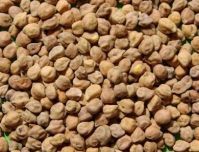 Kabuli Chickpeas