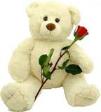 White Teddy Bear, Red Roses