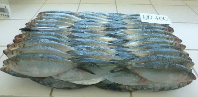 Frozen Sardine Fish