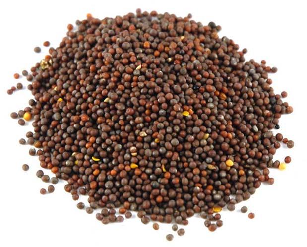 Mustard Oil Seeds