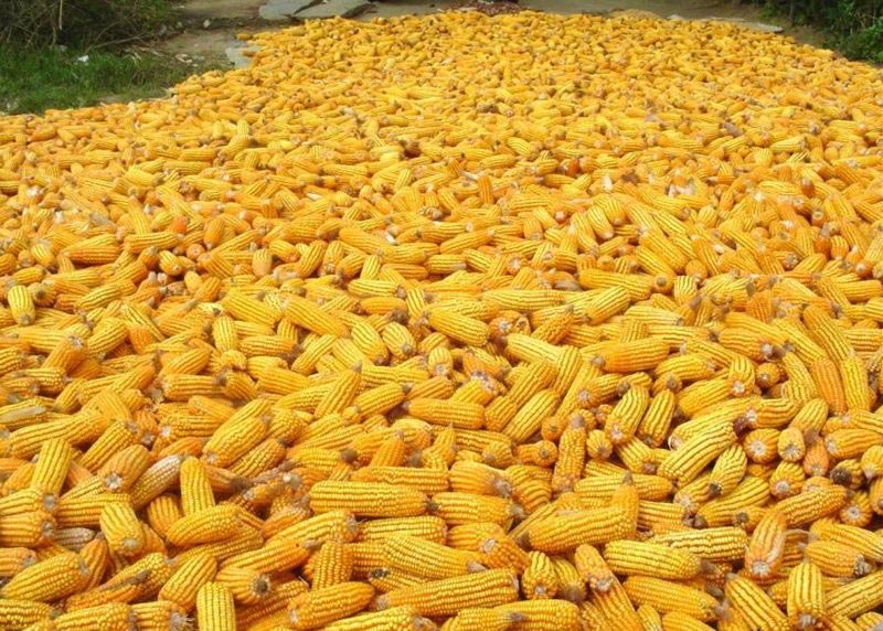 Yellow maize, Packaging Type : Plastic Bag