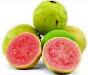 Guava fruit lalit