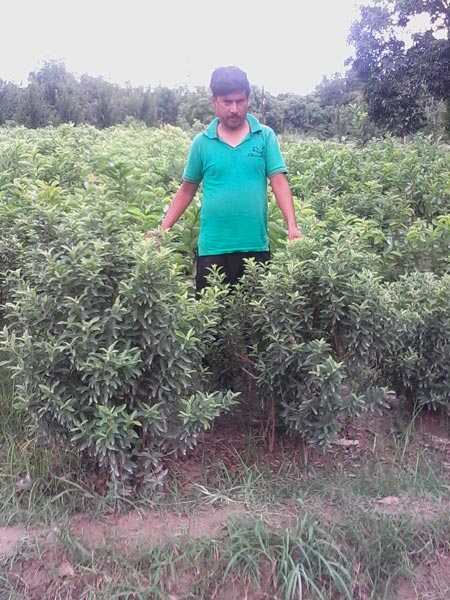Guava Grafting Plant