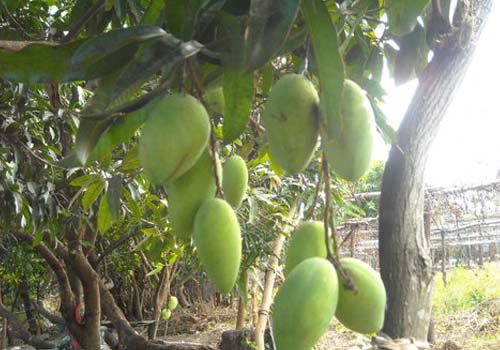 Mango Plant 