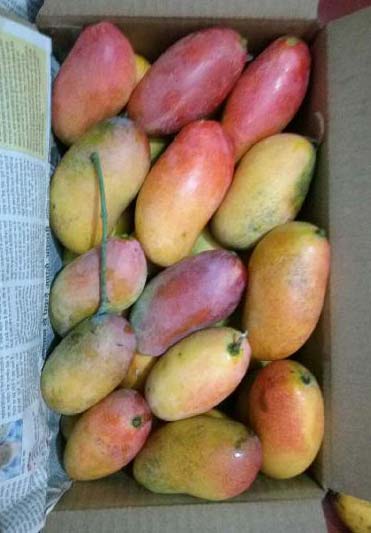mango saplings