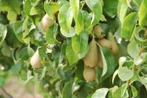 Pear Plant