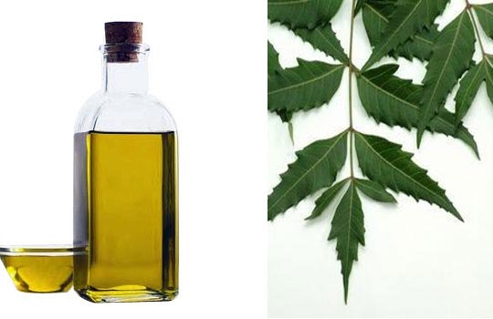 Azadirachta Indica Organic neem oil, Form : Liquid