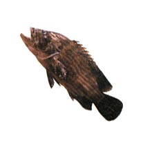 Brown Lined Reef Cod Fish