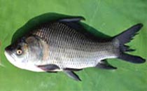 Catla Fish, for Cooking, Human Consumption, Style : Fresh