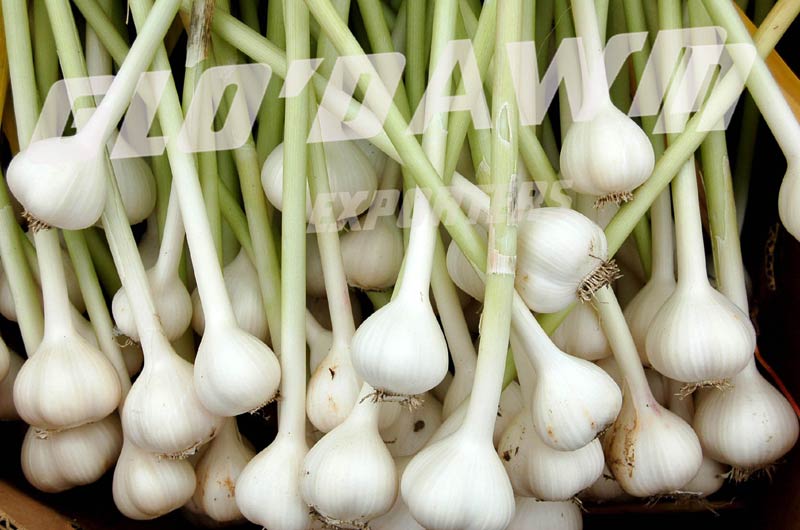 fresh garlic