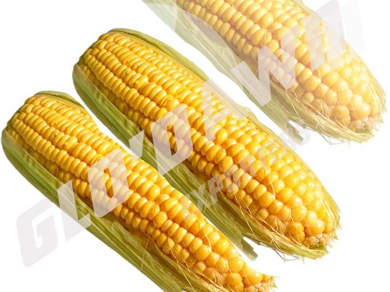 Yellow Maize Seeds At Best Price In Ariyalur Glodawnn Exporters