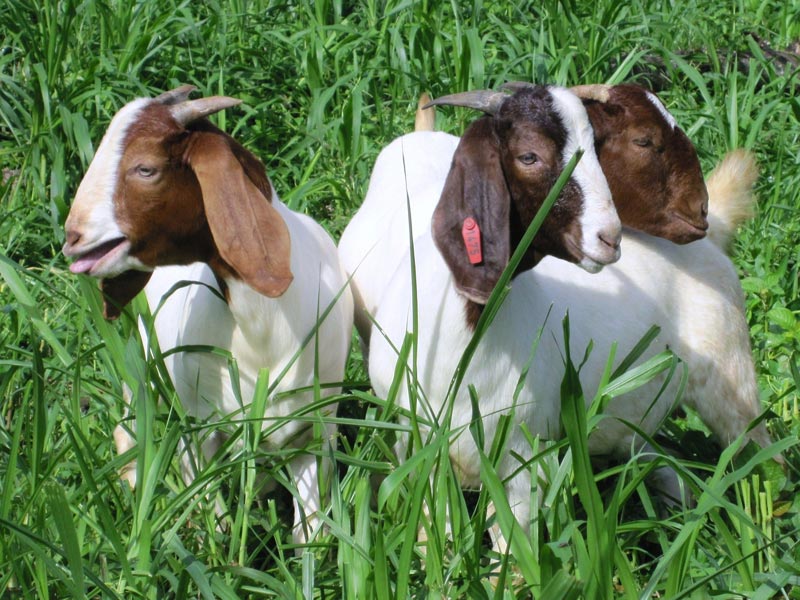 Boer Goats