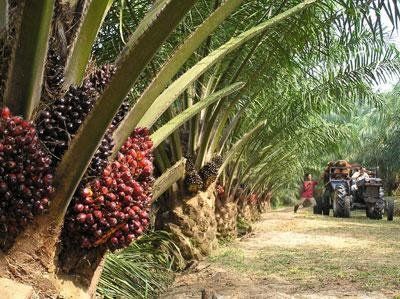 crude palm oil
