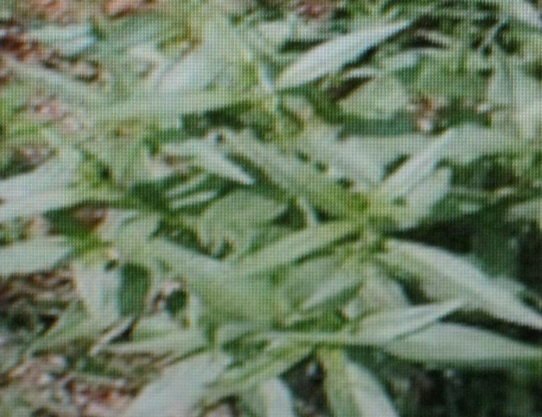Kalmegh ( Andrographis Paniculata)