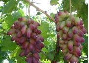 Good Grapes