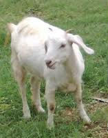 Live Thalassery Goat