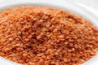 red split lentils