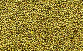 Coriander Seeds