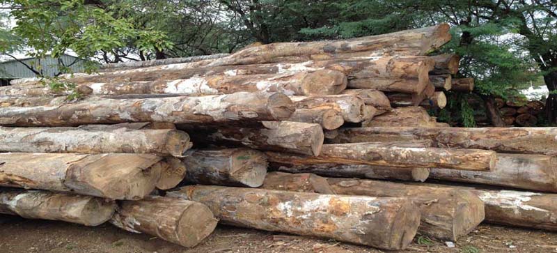 Gmelina Wood Logs