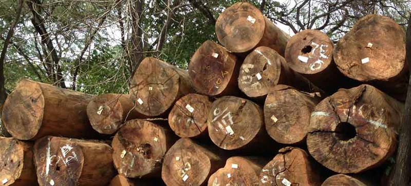 Mora Wood Logs