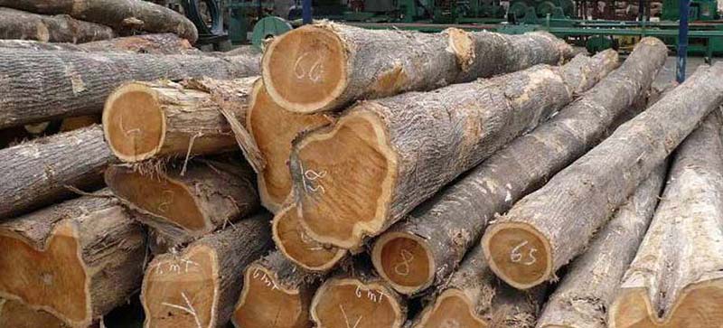 Nigeria Teak Wood Logs