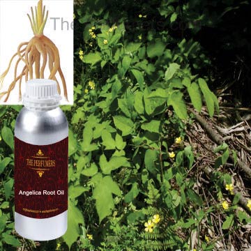 Angelica Root Oil