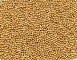 Yellow Millet (foxtail Millet)