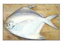 Frozen Silver Pomfret Fish