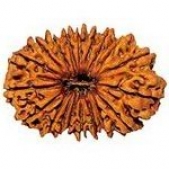 Higher rudraksha beads