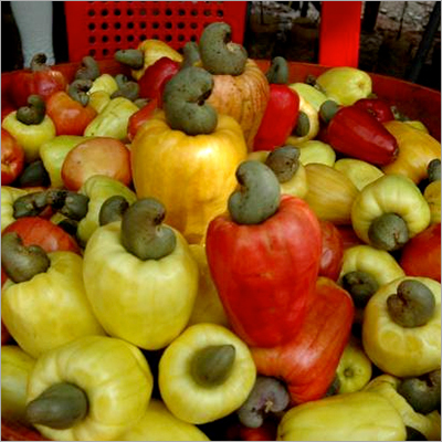 raw cashew nut in shell