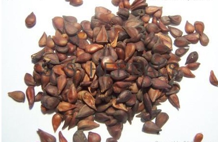 Herbal Seed