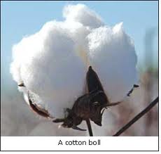 Raw cotton