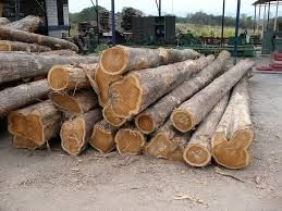 Acacia Round Logs