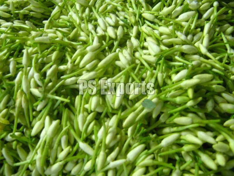 Fresh Mullai Flowers Manufacturer & Manufacturer from Dindigul, India ...