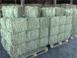 High Pritein Alfalfa Hay