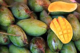 Thai Fresh Green Mango fruit Wholesale