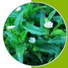 Eclipta Alba Extract