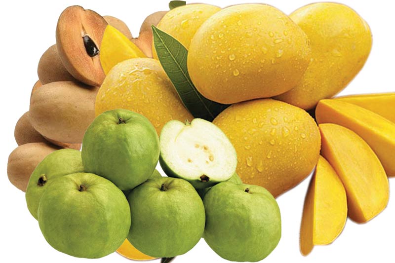 Indian Fruits Manufacturer & Exporters from Chennai, India | ID - 768996