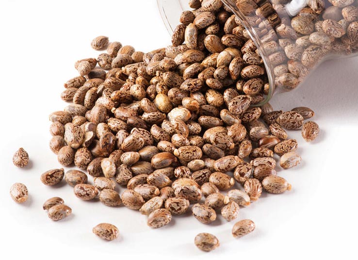 Castor bean plant seeds information