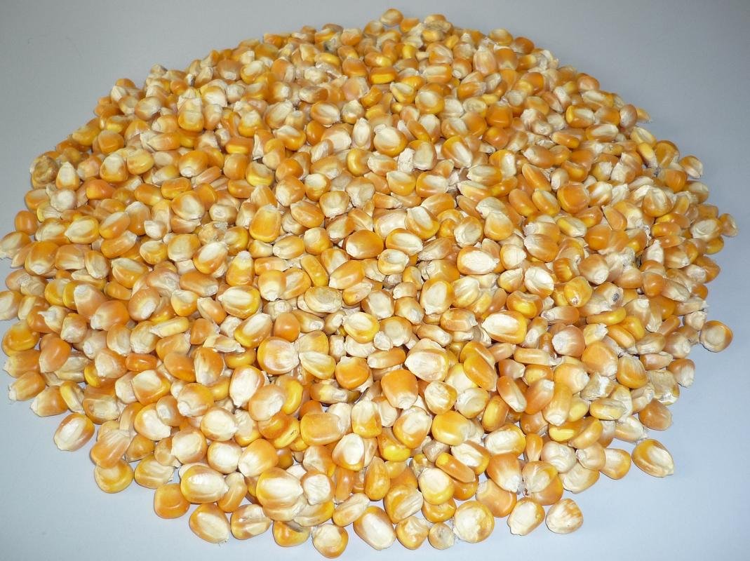 Yellow Corn Buy Yellow Corn, Fresh yellow corn for best price at USD 0.