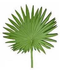 Fresh Palm Leaves