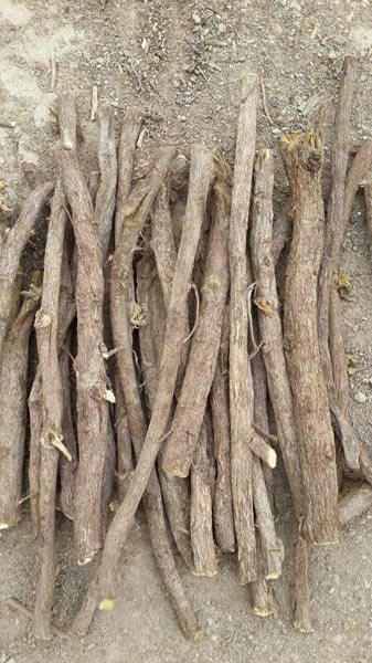 Glycyrrhiza Glabra or Licorice (sweet Bouy) (mulethi)