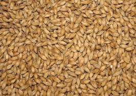Organic Feed Barley Grade 2