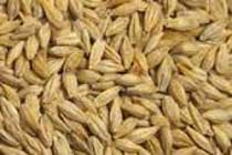 Organic Feed Barley Grade 3